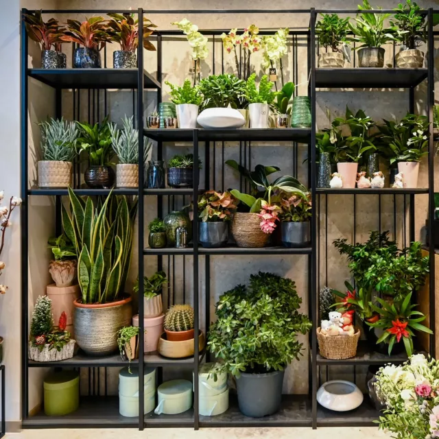 flower-dream-ponuda Ponuda Flower Dream