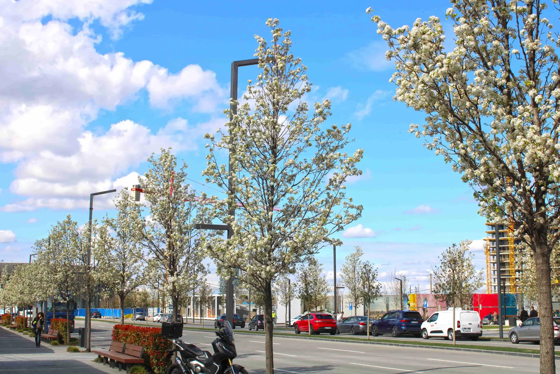 A sidewalk with benches and a row of pear trees in Nikolai Kravtsov Street in Belgrade Waterfront