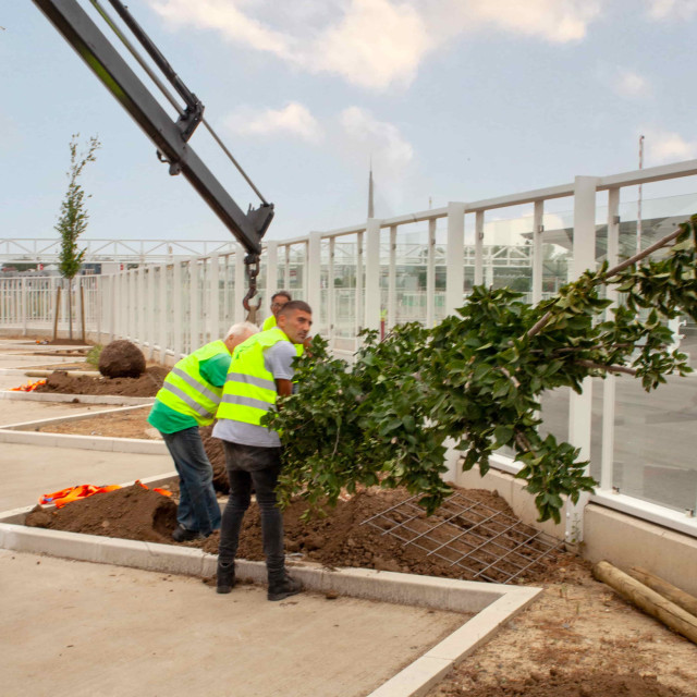 tree-planting-bw-min Sadnja drveća u Beogradu na vodi