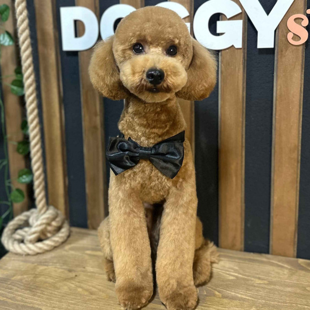 pudla-u-doggy-style-grooming pudla-u-doggy-style-grooming