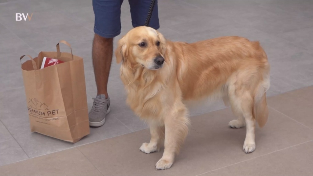 Beogradski šmekeri na četiri noge ponosno su defilovali na Premium pet reviji pasa upriličenoj u TC Galerija. Kako je sve izgledalo, proverite na linku.